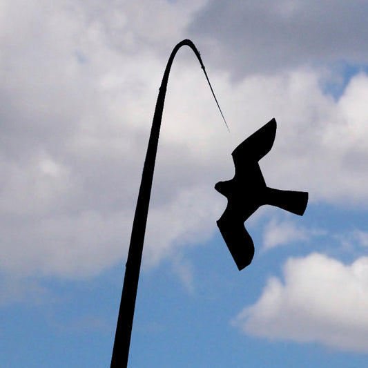 DRAKEN WINDY FÅGELSKRÄMMA